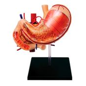 Modelo anatómico 4D estómago humano y otros órganos, 12 piezas