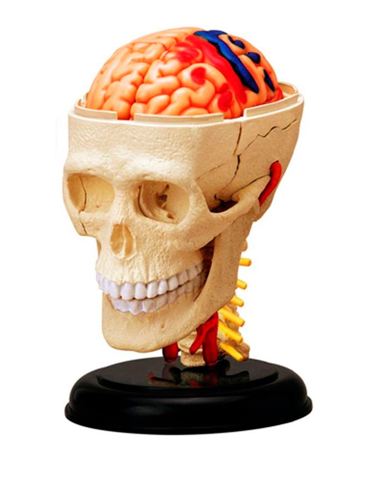 modelo-anatomico-del-nervio-craneal-x-39-piezas-4893409260535