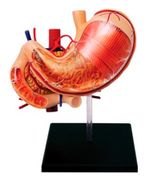 modelo-anatomico-del-estomago-humano-y-otros-organos-x-12-piezas-4893409260658