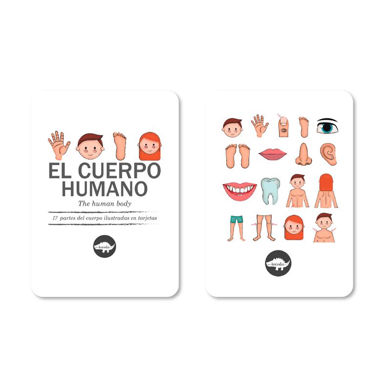 flash-cards-partes-del-cuerpo-3-9789585568068