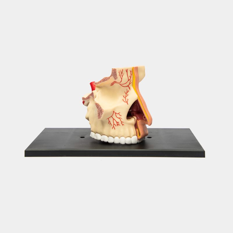 modelo-anatomico-nariz-y-olfato-humano-x7-piezas-2-4894793260019