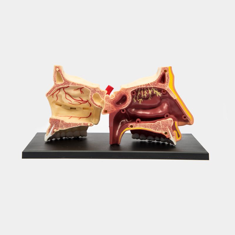 modelo-anatomico-nariz-y-olfato-humano-x7-piezas-3-4894793260019