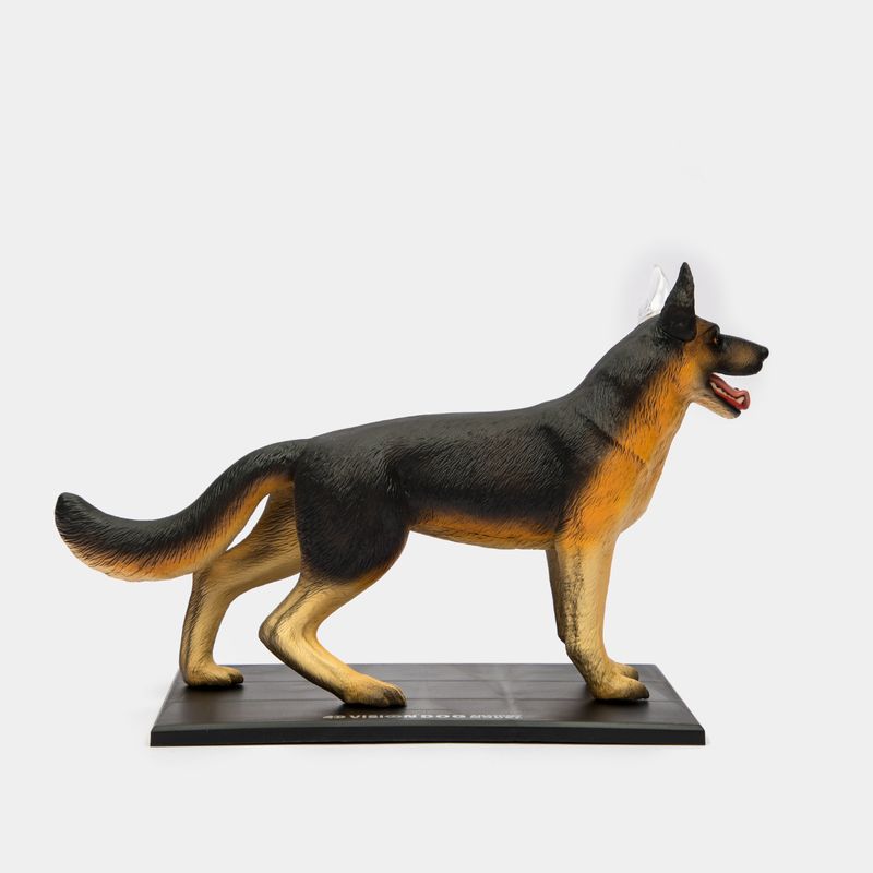 modelo-anatomico-4d-del-perro-29-piezas-4894793220082