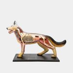 modelo-anatomico-4d-del-perro-29-piezas-2-4894793220082