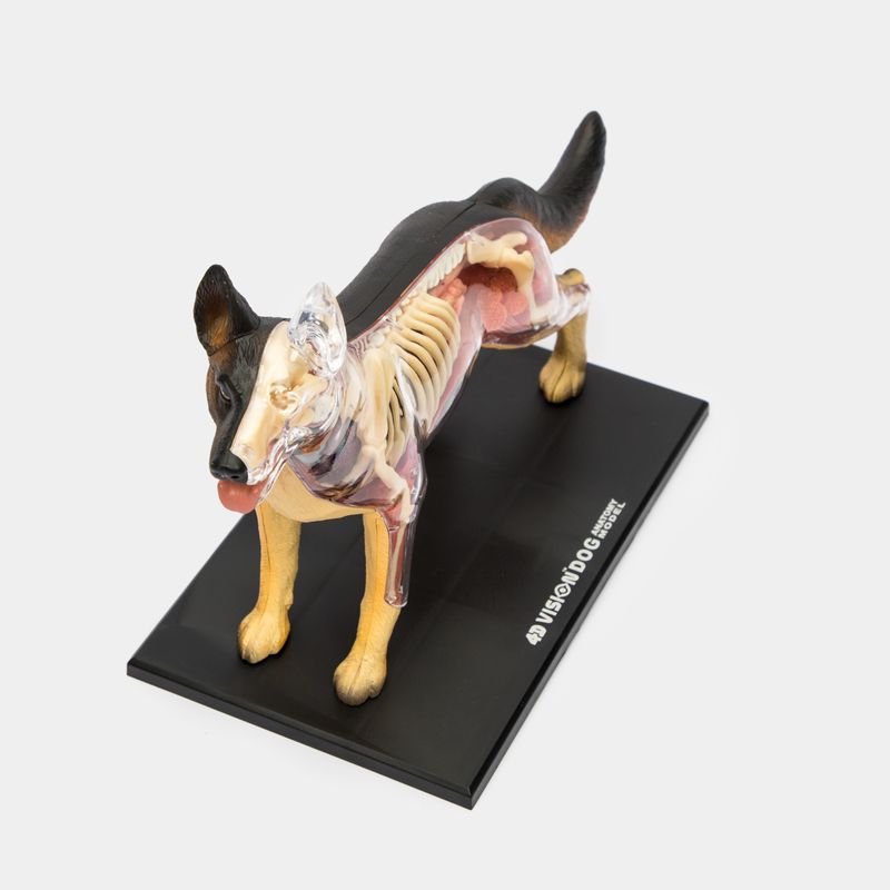 modelo-anatomico-4d-del-perro-29-piezas-3-4894793220082