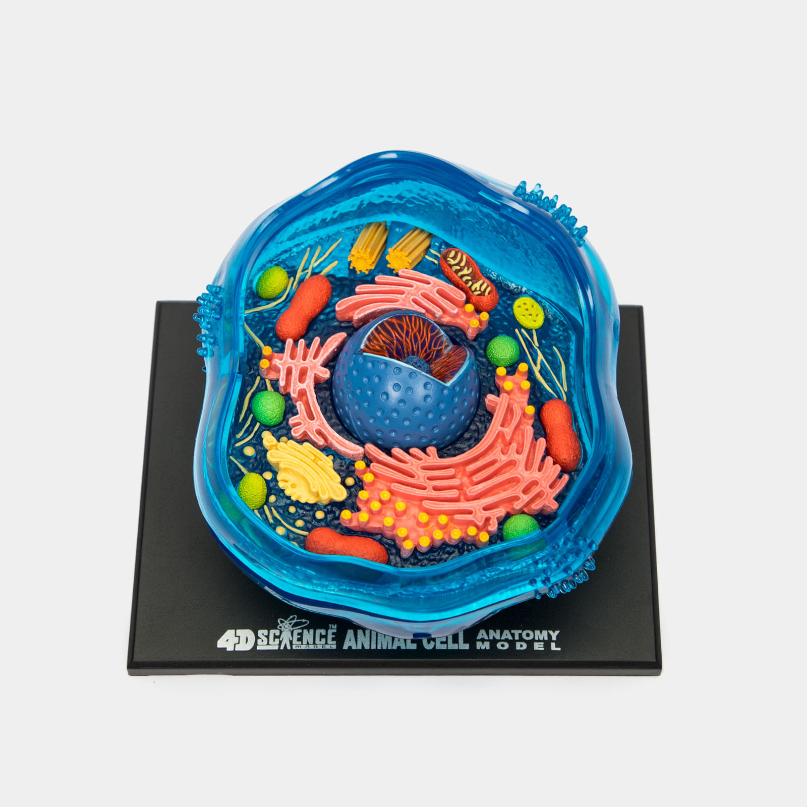 Modelo anatómico 4D de la célula animal, 24 piezas