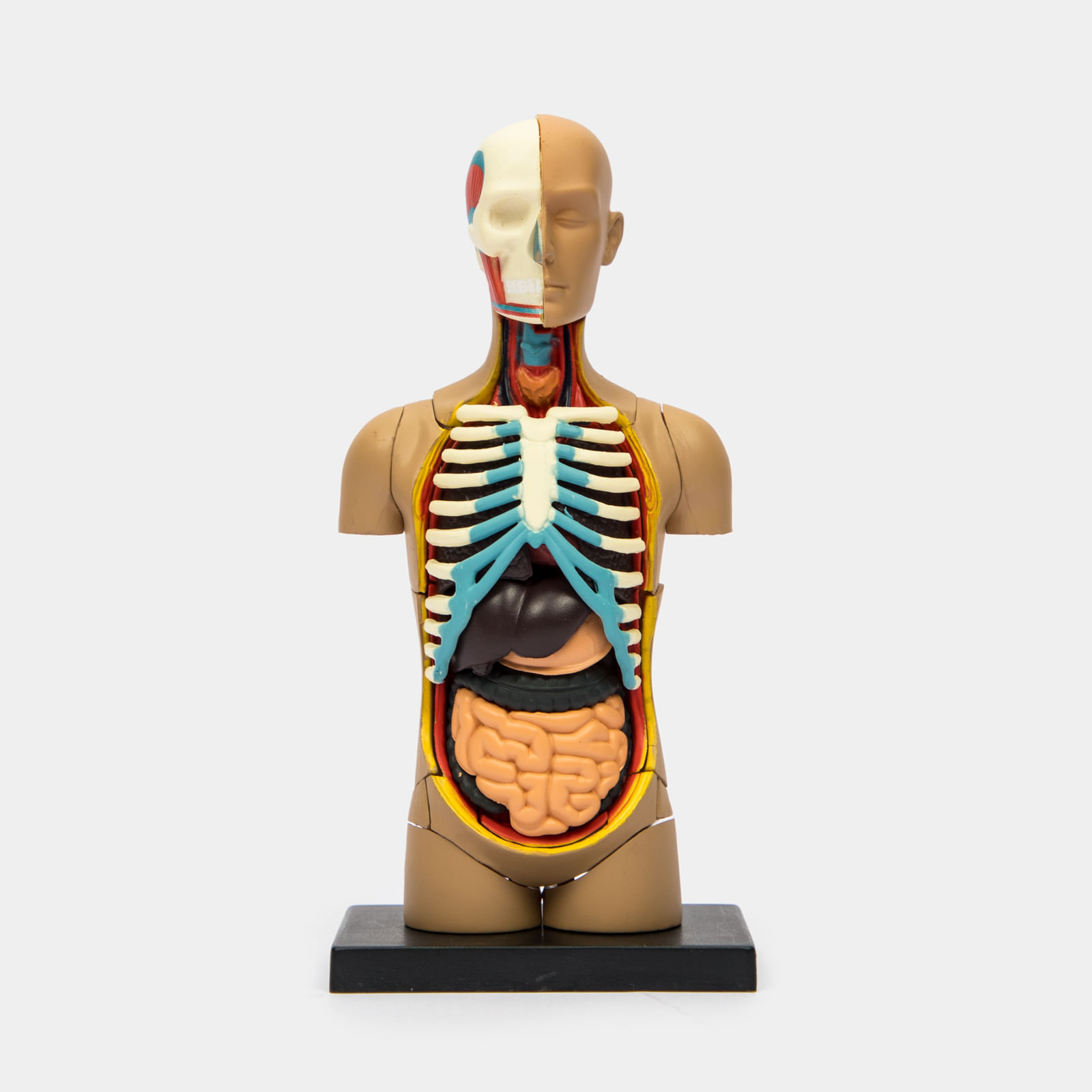 Modelo de cuerpo humano para niños, 11 pulgadas, 15 piezas, modelo de  anatomía de torso humano 3D extraíble con corazón, cerebro, esqueleto,  cabeza