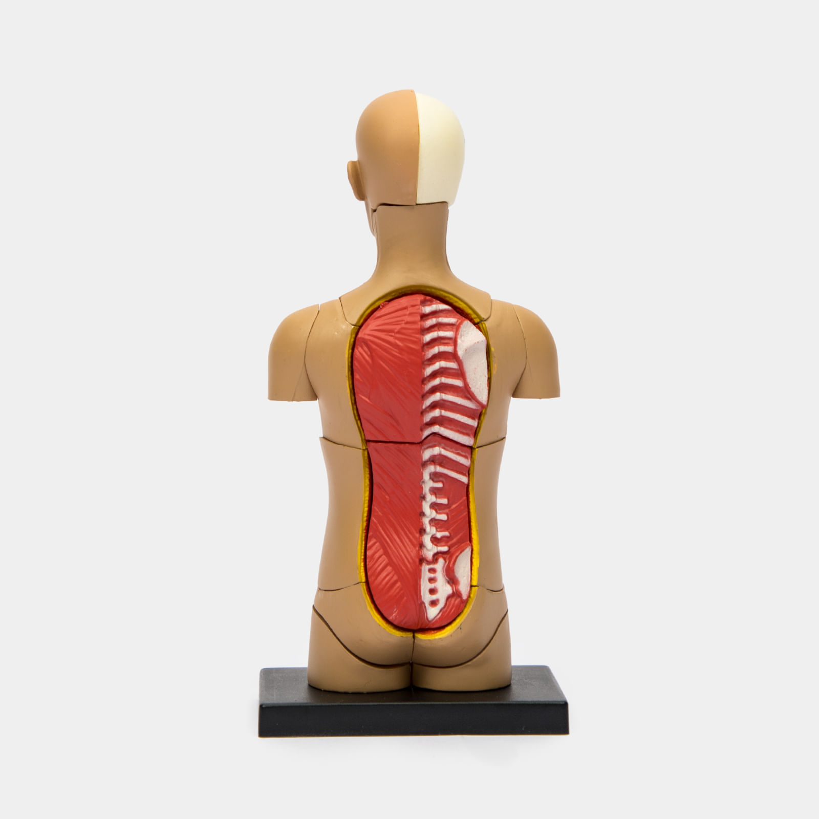 Cuerpo humano, 17 piezas modelo humano desmontable, torso humano