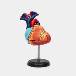 modelo-anatomico-4d-del-corazon-humano-x-31-piezas-4894793260040