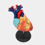 modelo-anatomico-4d-del-corazon-humano-x-31-piezas-2-4894793260040