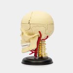 modelo-anatomico-4d-del-nervio-craneal-x-39-piezas-2-4894793260057
