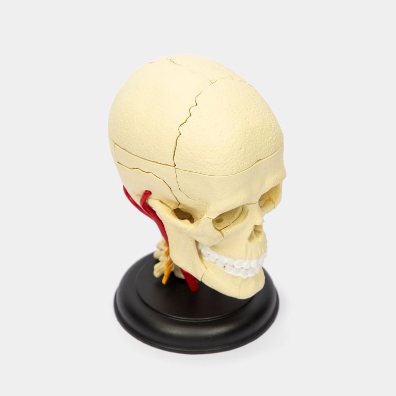 modelo-anatomico-4d-del-nervio-craneal-x-39-piezas-3-4894793260057