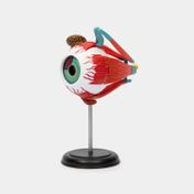 Modelo anatómico 4D del ojo humano x 32 piezas