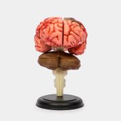 Modelo anatómico 4D del cerebro humano, 32 piezas