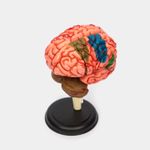 modelo-anatomico-4d-del-cerebro-humano-32-piezas-2-4894793260088