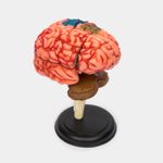 modelo-anatomico-4d-del-cerebro-humano-32-piezas-3-4894793260088
