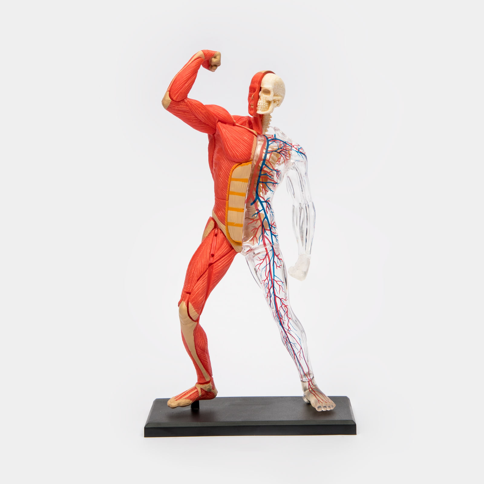 Modelo anatómico 4D de los músculos y el esqueleto humano x 46 piezas