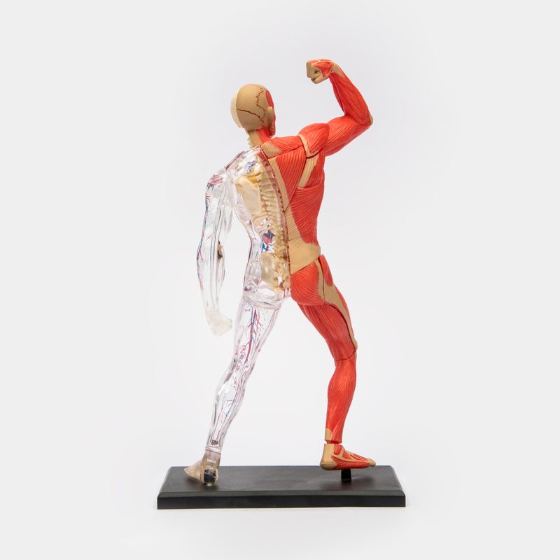 modelo-anatomico-4d-de-los-musculos-y-el-esqueleto-humano-x-46-piezas-2-4894793260101