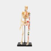 Modelo anatómico 4D del esqueleto humano, 46 piezas