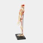 modelo-anatomico-4d-del-esqueleto-humano-46-piezas-2-4894793260118