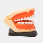 modelo-anatomico-dentadura-de-adulto-x-41-piezas-3-4894793260156