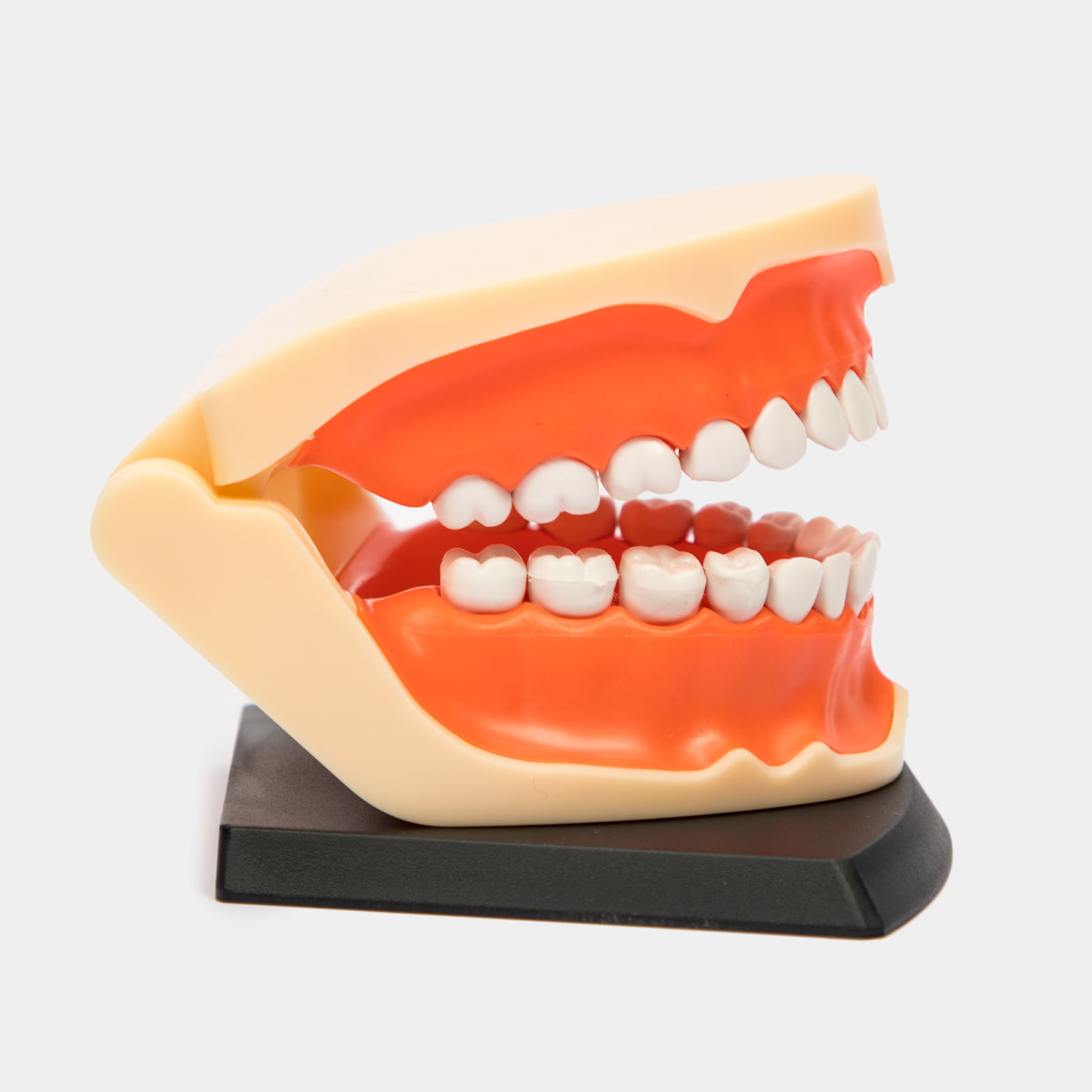 Modelo anatómico: dentadura de adulto x 41 piezas