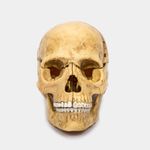 modelo-anatomico-del-craneo-humano-x-17-piezas-escala-1-2-4894793261115