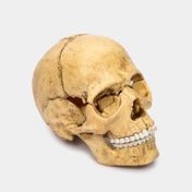 Modelo anatómico del cráneo humano x 17 piezas, escala 1: 2