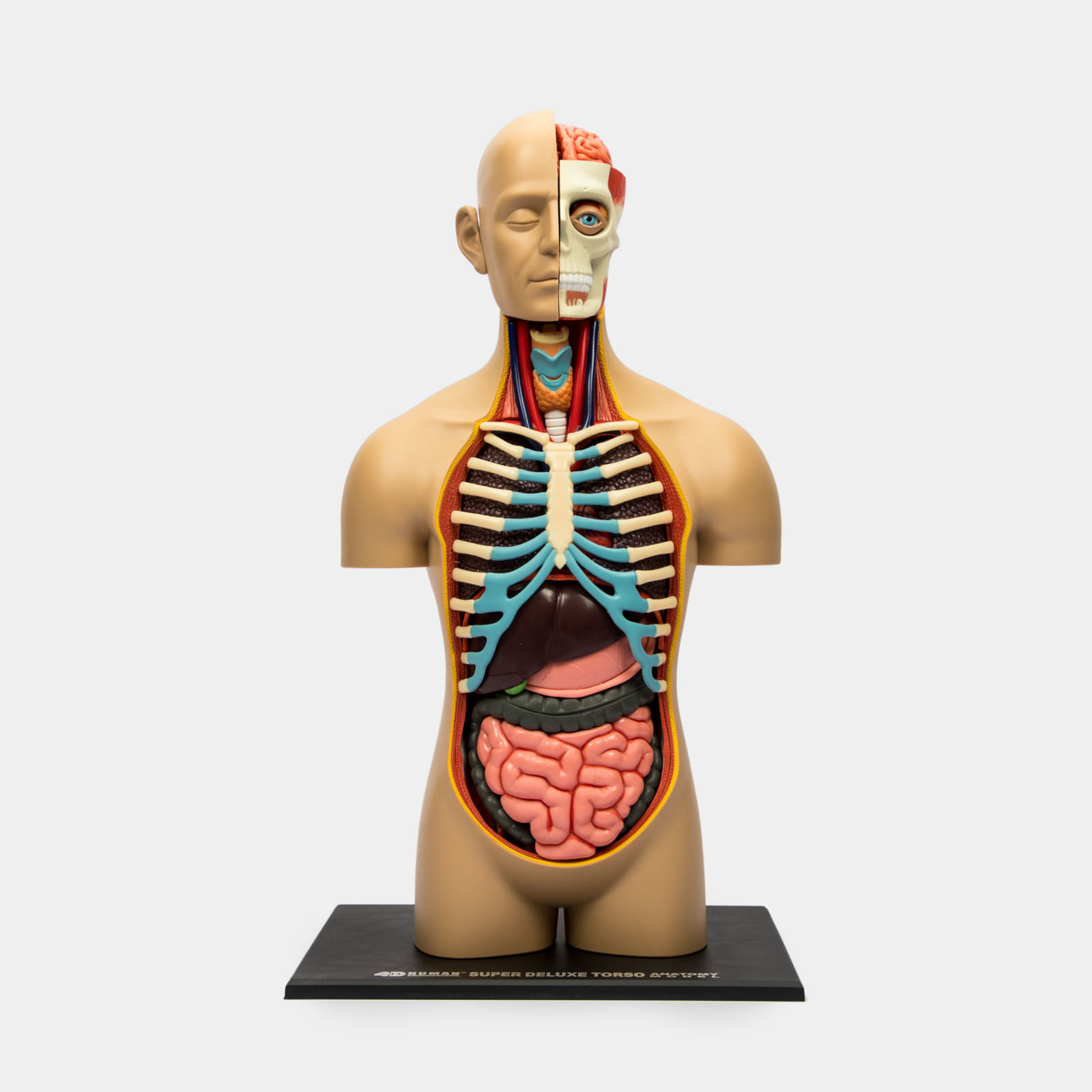 Modelo anatómico 4D del torso humano, 54 piezas