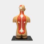 modelo-anatomico-4d-del-torso-humano-54-piezas-2-4894793263010