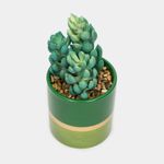 planta-artificial-de-17-cm-suculenta-jade-con-maceta-bicolor-2-7701016225199