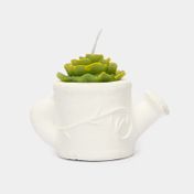 Vela suculenta con regadera blanca