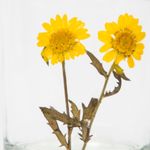 portavela-en-vidrio-transparentes-diseno-girasoles-3-7701016254830