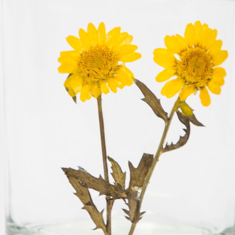 portavela-en-vidrio-transparentes-diseno-girasoles-3-7701016254830
