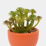 planta-artificial-con-cuerpo-anaranjado-suculenta-19-x-6-5-cm-3-7701016259255