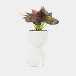 planta-artificial-con-cuerpo-blanco-suculenta-22-x-6-5-cm-7701016259354