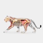 modelo-anatomico-4d-tigre-blanco-28-piezas-2-4894793220181