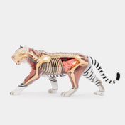 Modelo anatómico 4D tigre blanco, 28 piezas