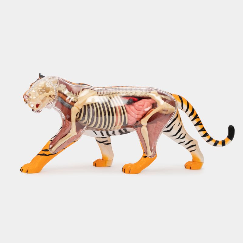 modelo-anatomico-4d-tigre-x-28-piezas-2-4894793220174