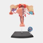 modelo-anatomico-4d-sistema-reproductor-femenino-19-piezas-2-4894793261016