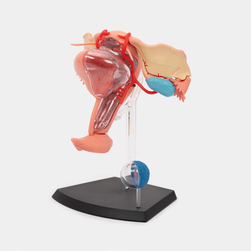 Modelo anatómico 4D sistema reproductor femenino, 19 piezas