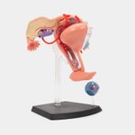 modelo-anatomico-4d-sistema-reproductor-femenino-19-piezas-4-4894793261016