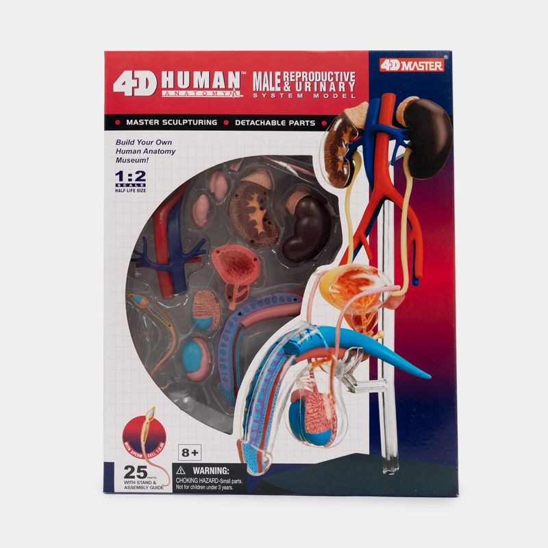 modelo-anatomico-del-sistema-reproductor-y-urinario-masculino-x-25-piezas-escala-1-2-4894793261023
