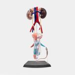 modelo-anatomico-del-sistema-reproductor-y-urinario-masculino-x-25-piezas-escala-1-2-2-4894793261023