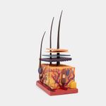 modelo-anatomico-4d-de-la-piel-humana-19-piezas-3-4894793261047
