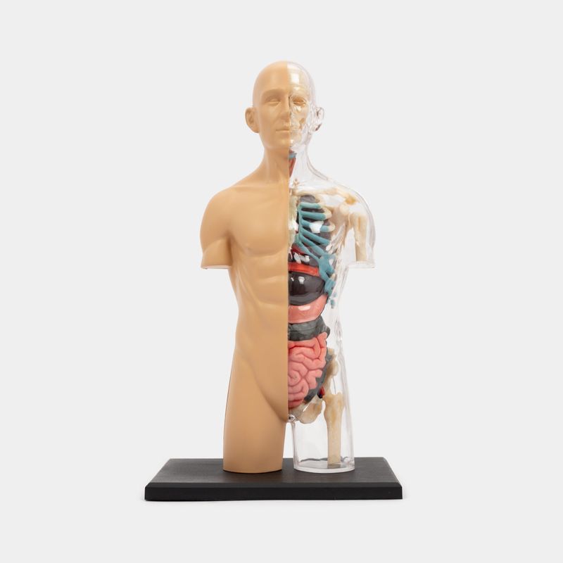 modelo-anatomico-4d-del-torso-humano-37-piezas-2-4894793261061