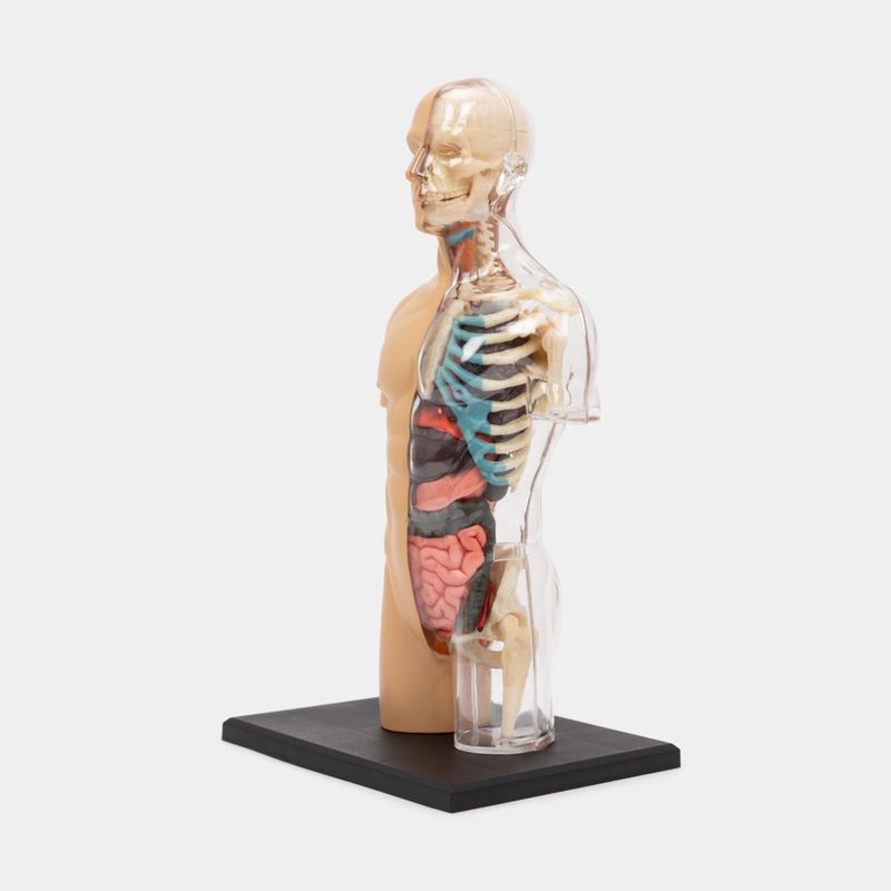 modelo-anatomico-4d-del-torso-humano-37-piezas-3-4894793261061