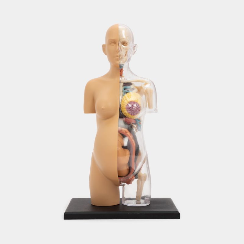 modelo-anatomico-4d-mujer-en-gestacion-41-piezas-2-4894793261078