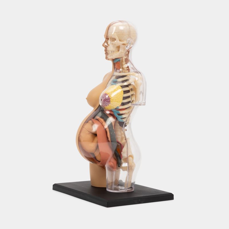 modelo-anatomico-4d-mujer-en-gestacion-41-piezas-3-4894793261078