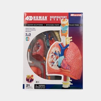 Modelo anatómico 4D del riñón humano x 13 piezas